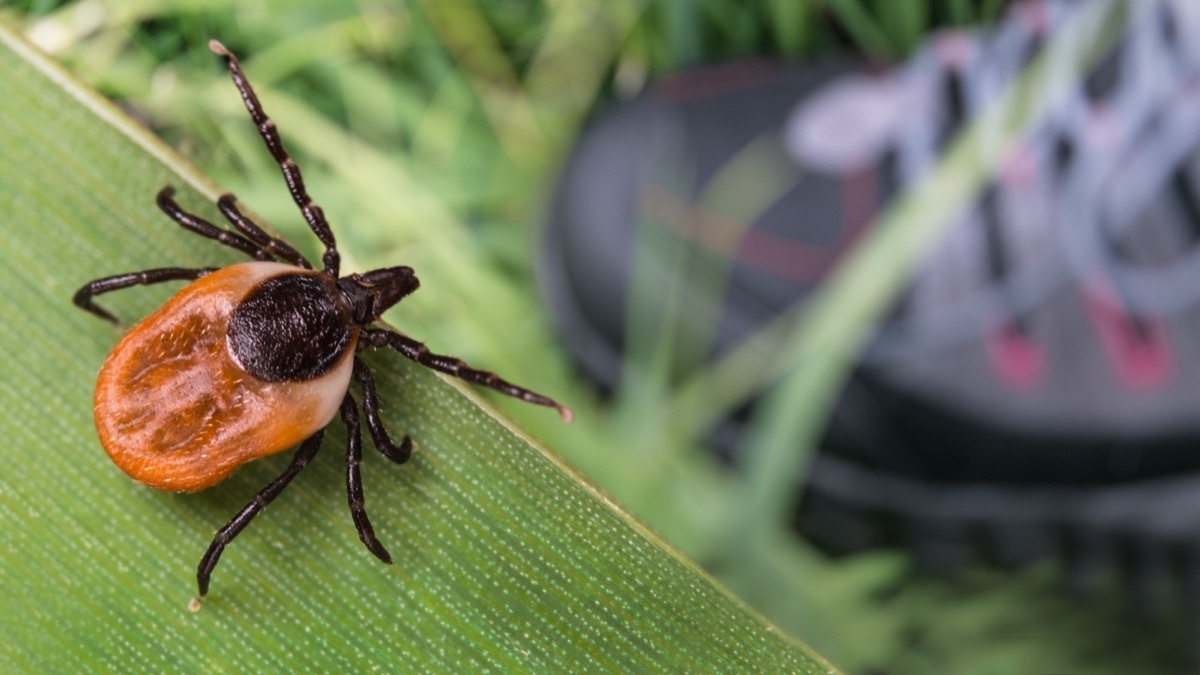 Parasitic insect questing on natural leaf over human leg in running shoe. Health risk of tick borne diseases as encephalitis