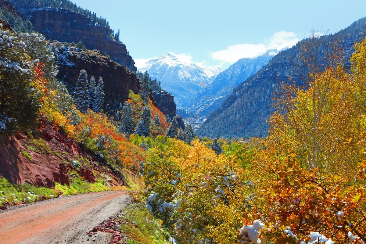 foliage san juan mountains