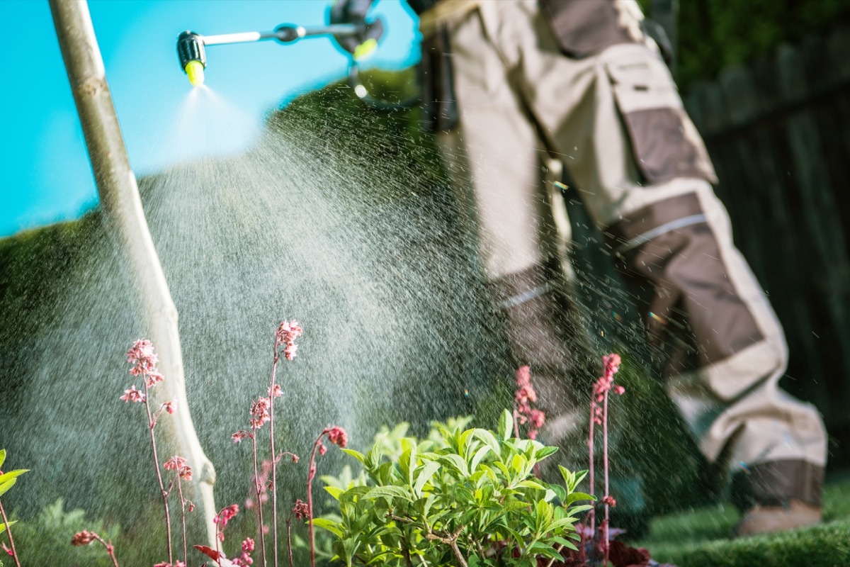 man spraying Insecticide on plants, who wants to be a millionaire