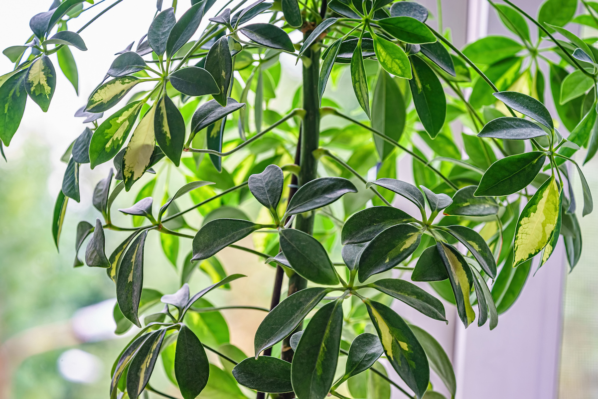 Closeup of the leaves of an umbrella plant next to a window