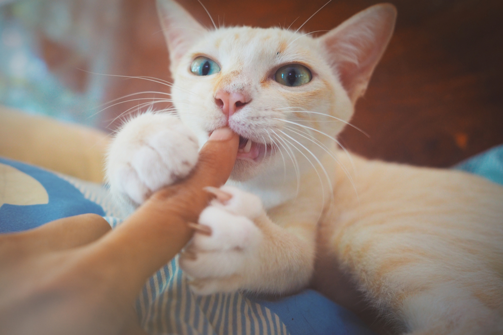 Vicious cat biting its owner - cat puns