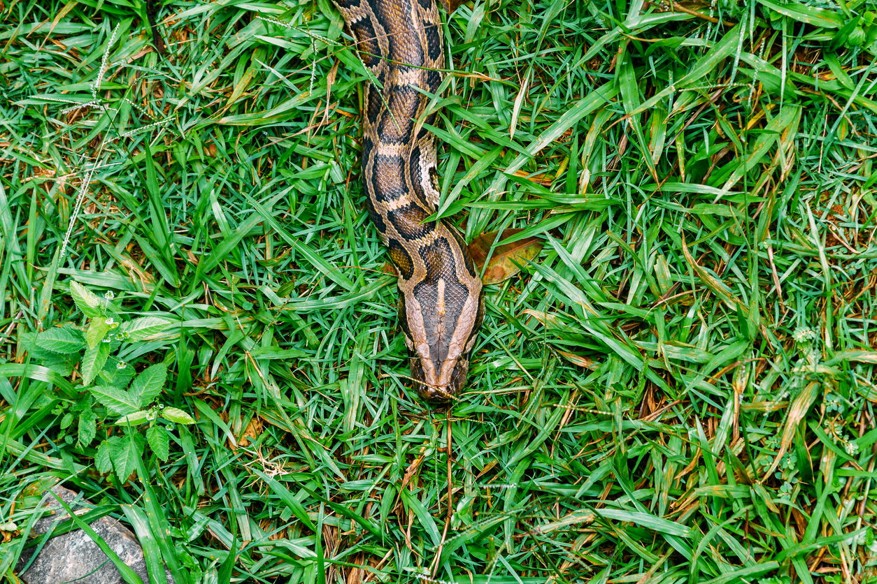 A Burmese python crawling through the grass