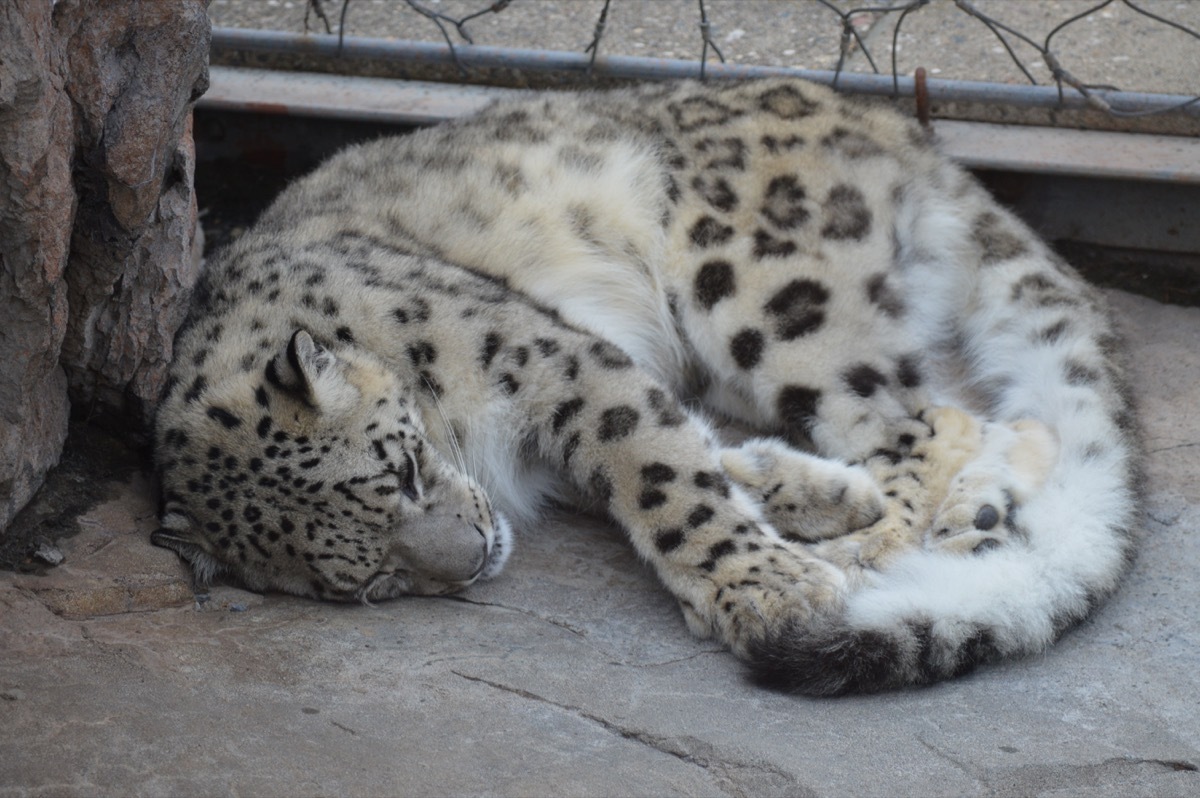 Snow Leopard Sleeping {How Do Animals Stay Warm}