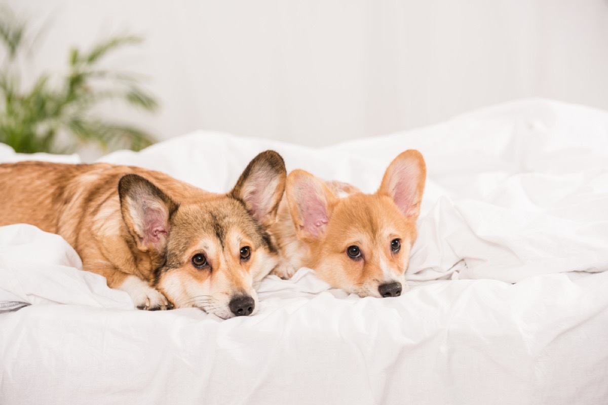 two welsh corgis on white bed, diy hacks