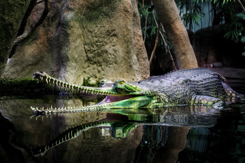 gharial