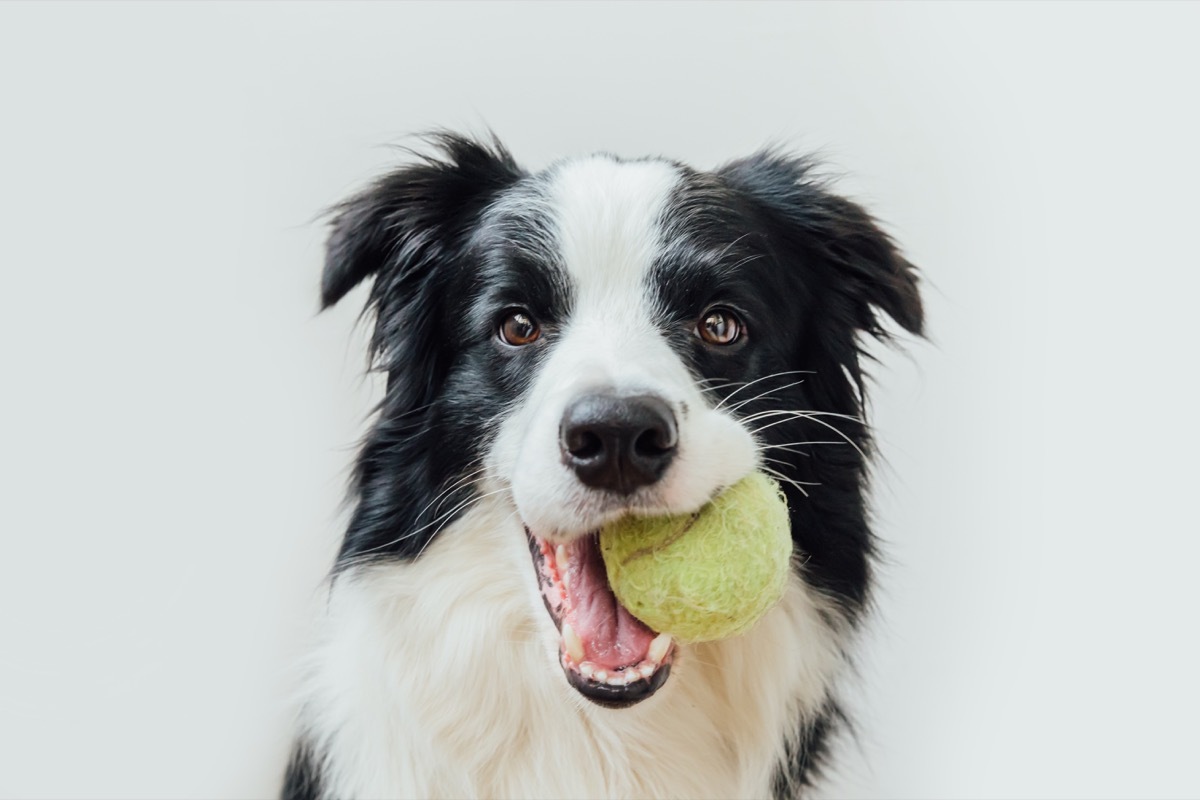 Dog with tennis ball