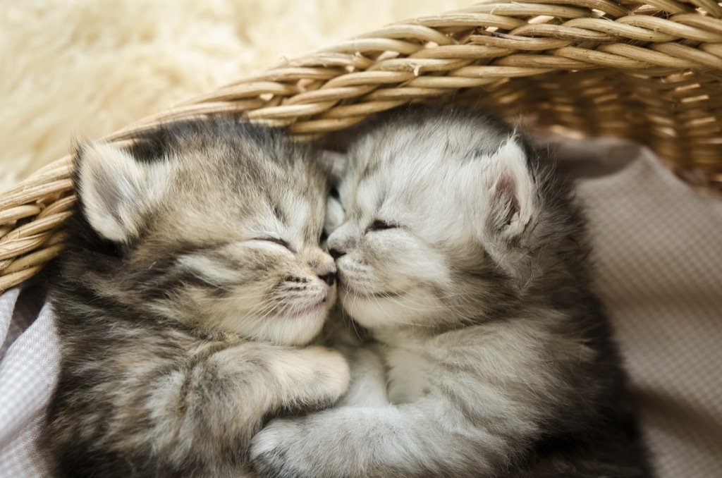 cats hugging