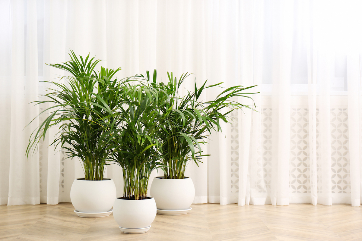 Beautiful indoor palm plants in white pots on floor in room in front of white curtains