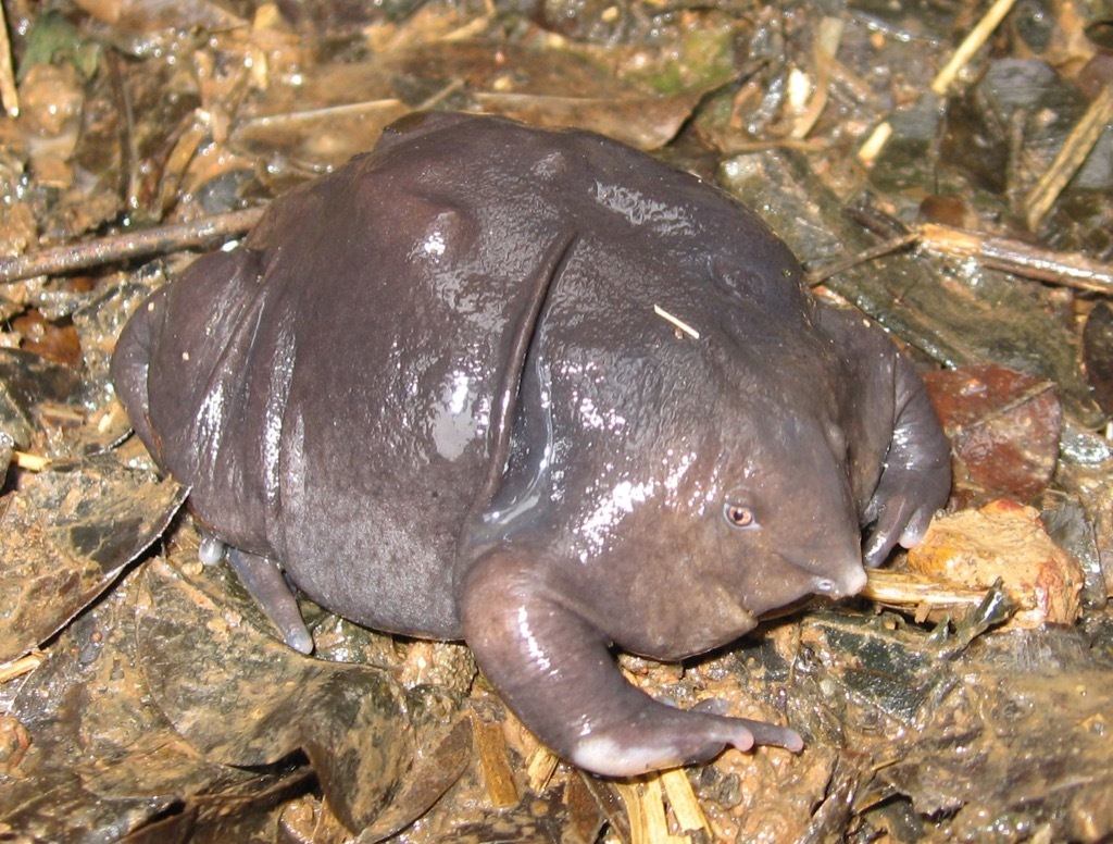 purple frog