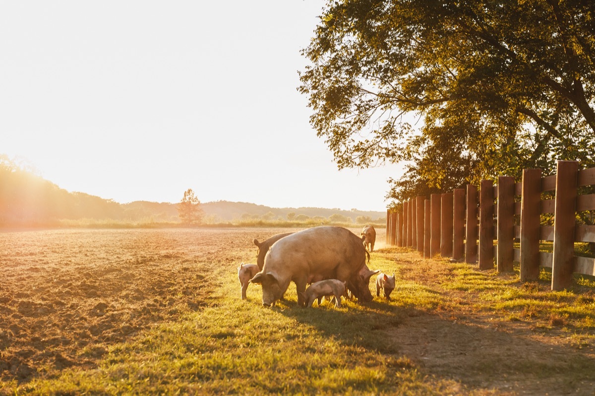 large farm pig in a field with piglets