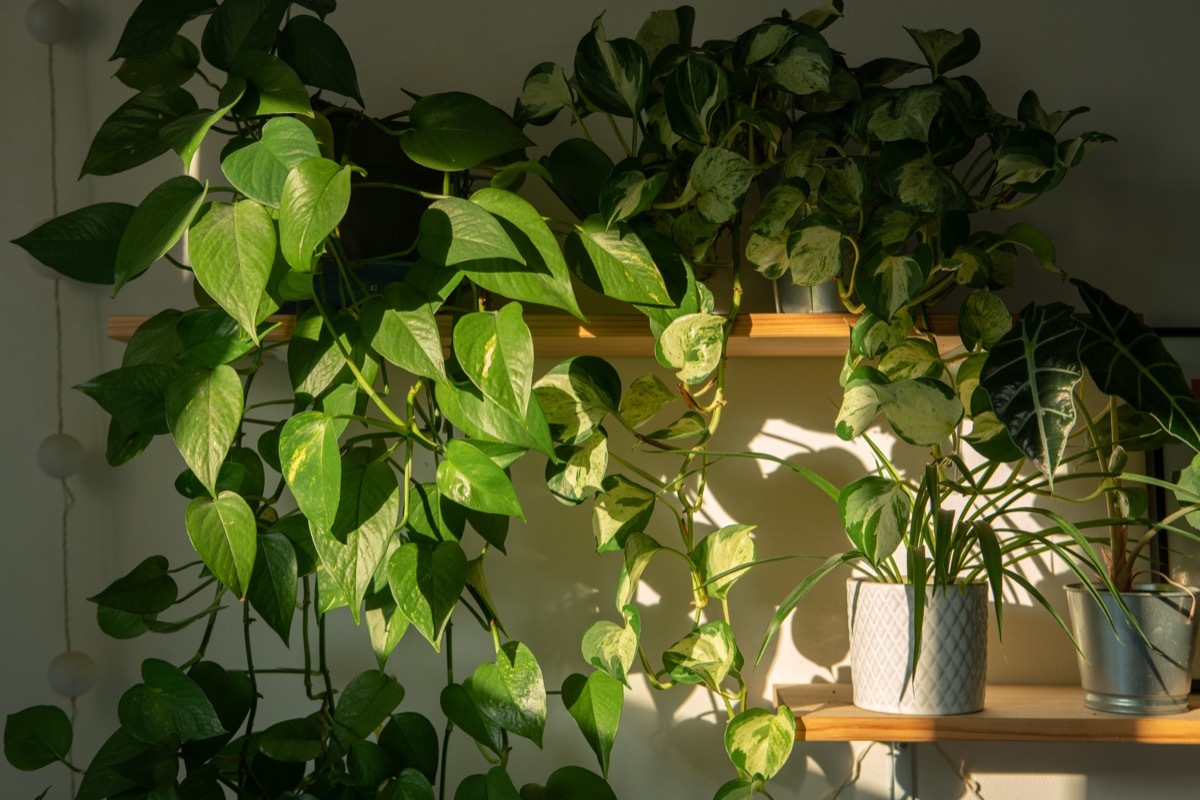 Best indoor plants to purify the air in the bedroom, detail and blured background, shelf with interior plants for better sleeping, pothos, alocasia polly, epipremnum happy leaf, Chlorophytum comosum