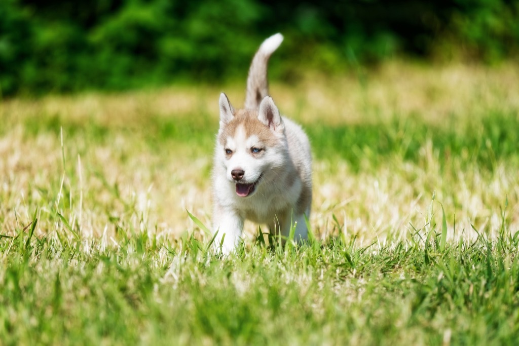 husky dog