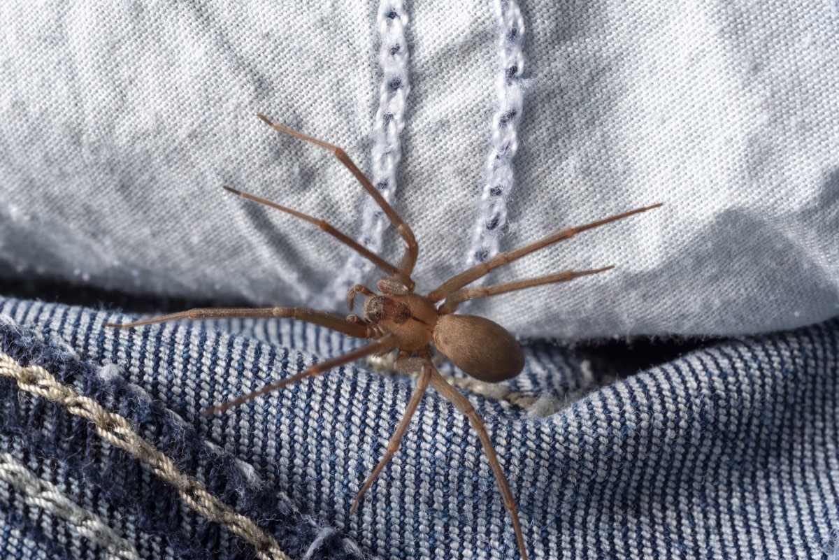 Horizontal image of a venomous brown recluse or fiddleback spider hiding inside a pair of denim jean pants.