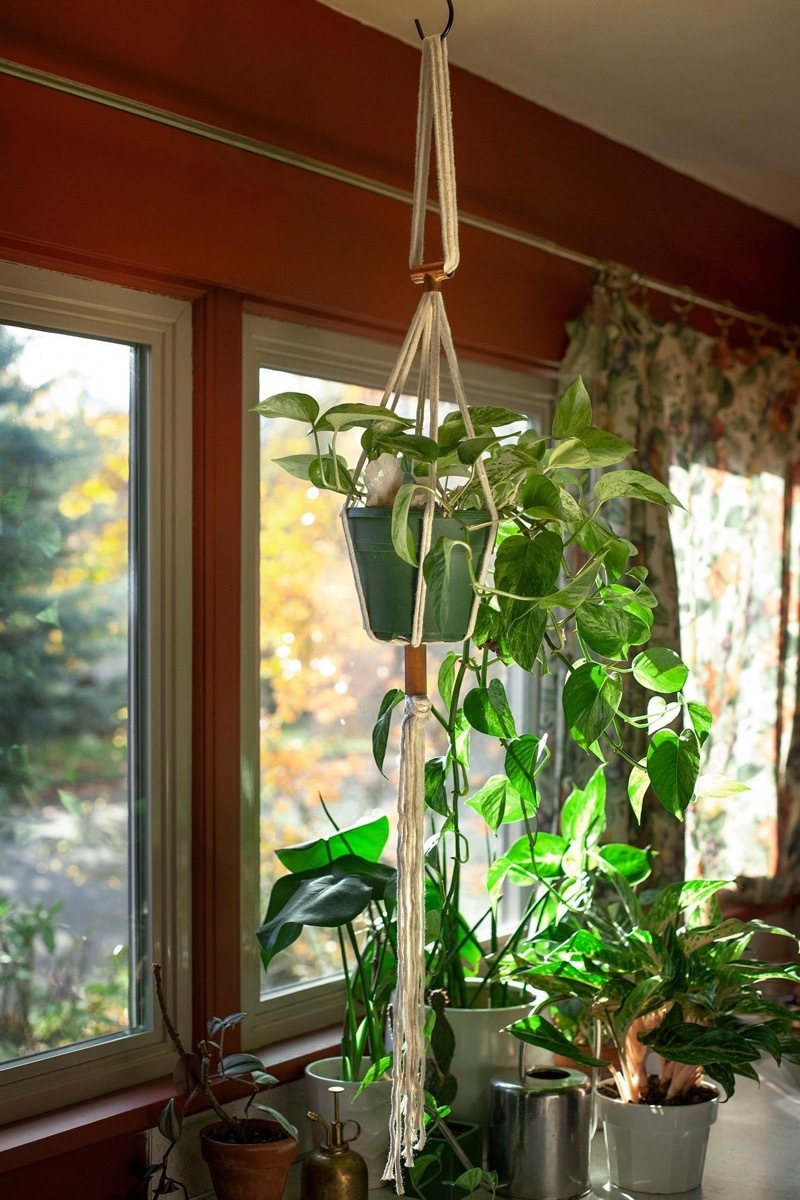 plant hanger