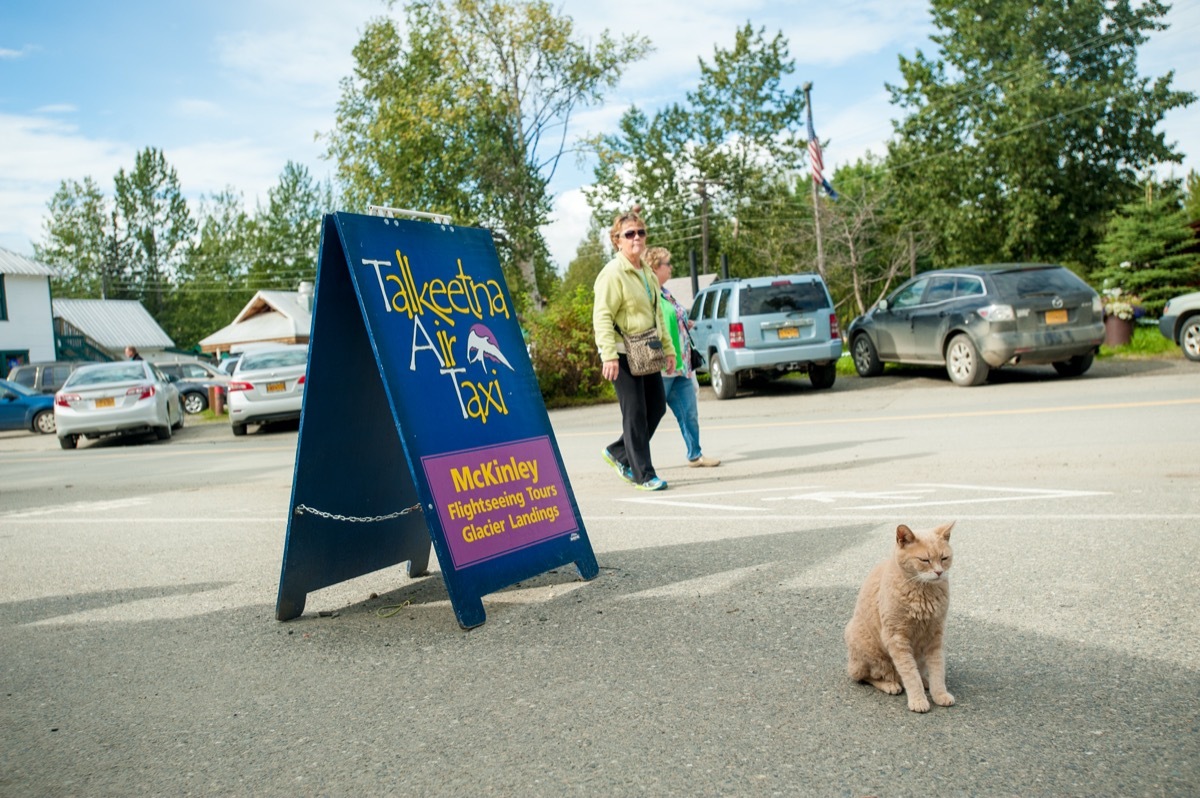 Mayor Stubbs the cat in Talkeetna, Alaska