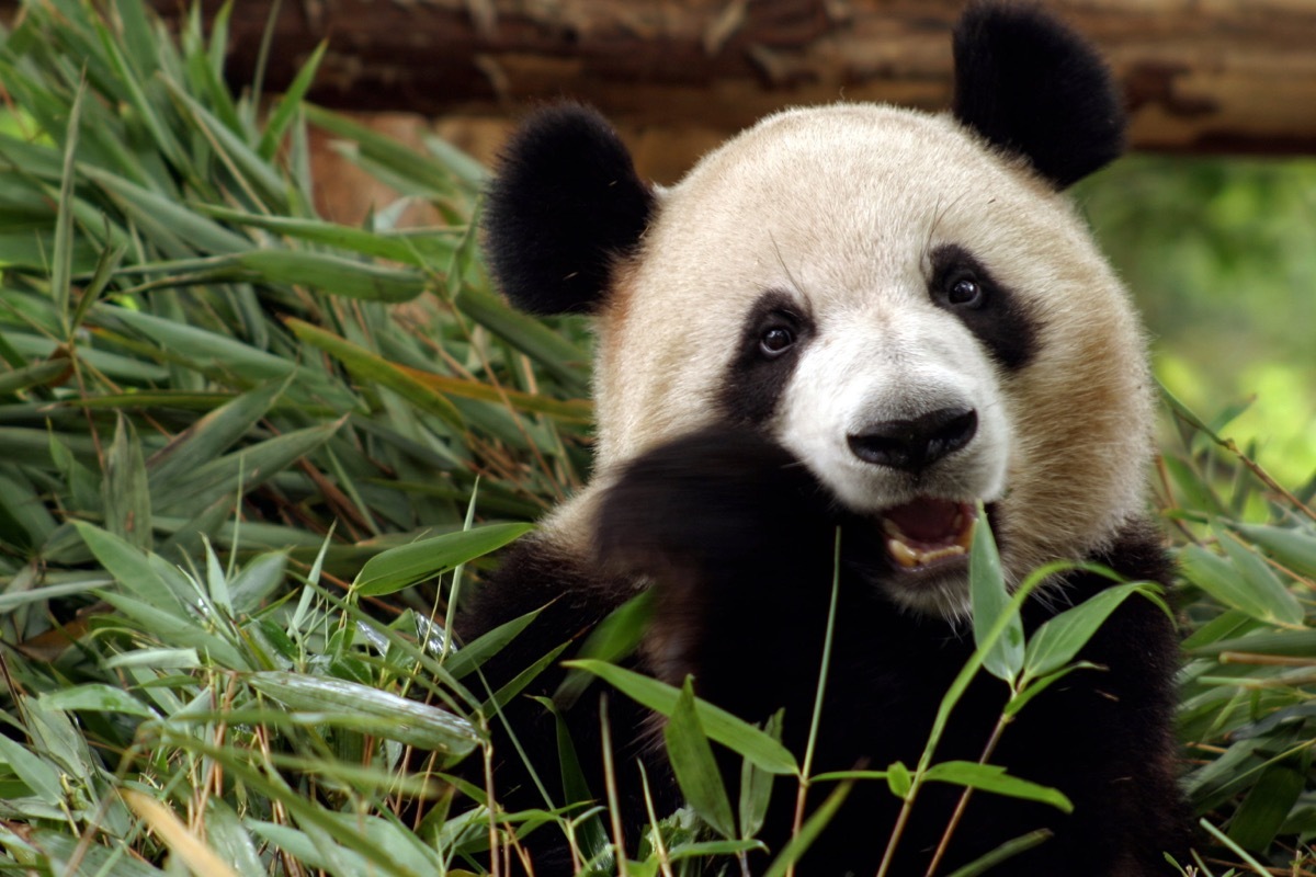 Panda eating bamboo