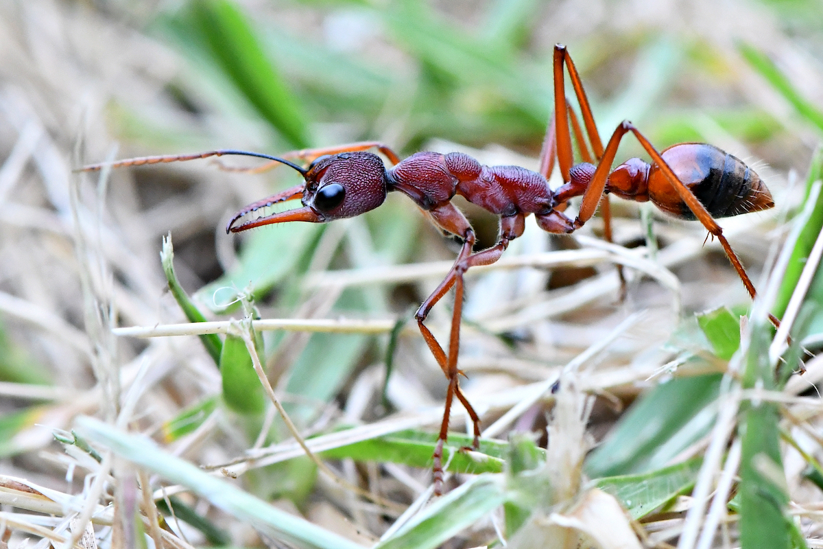 Bulldog ant