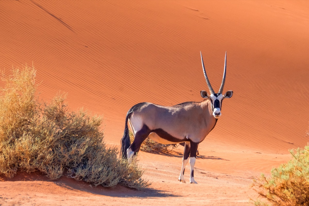 gemsbok oryx standing in namibia desert, animal facts