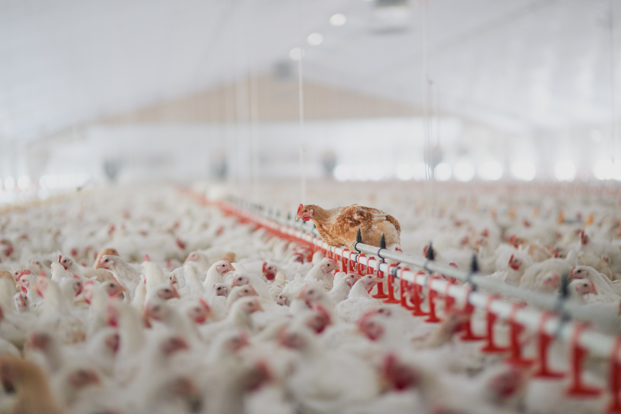 Chickens standing inside a poultry farm