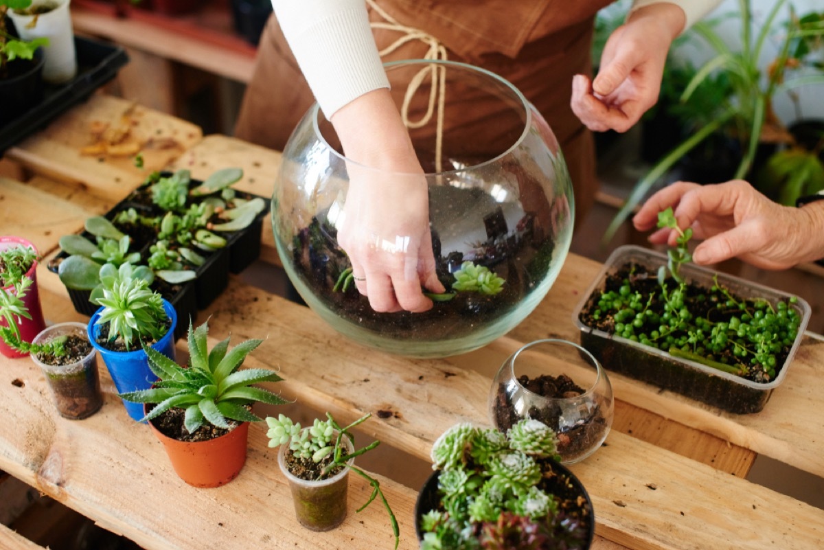 two white people building a terrarium