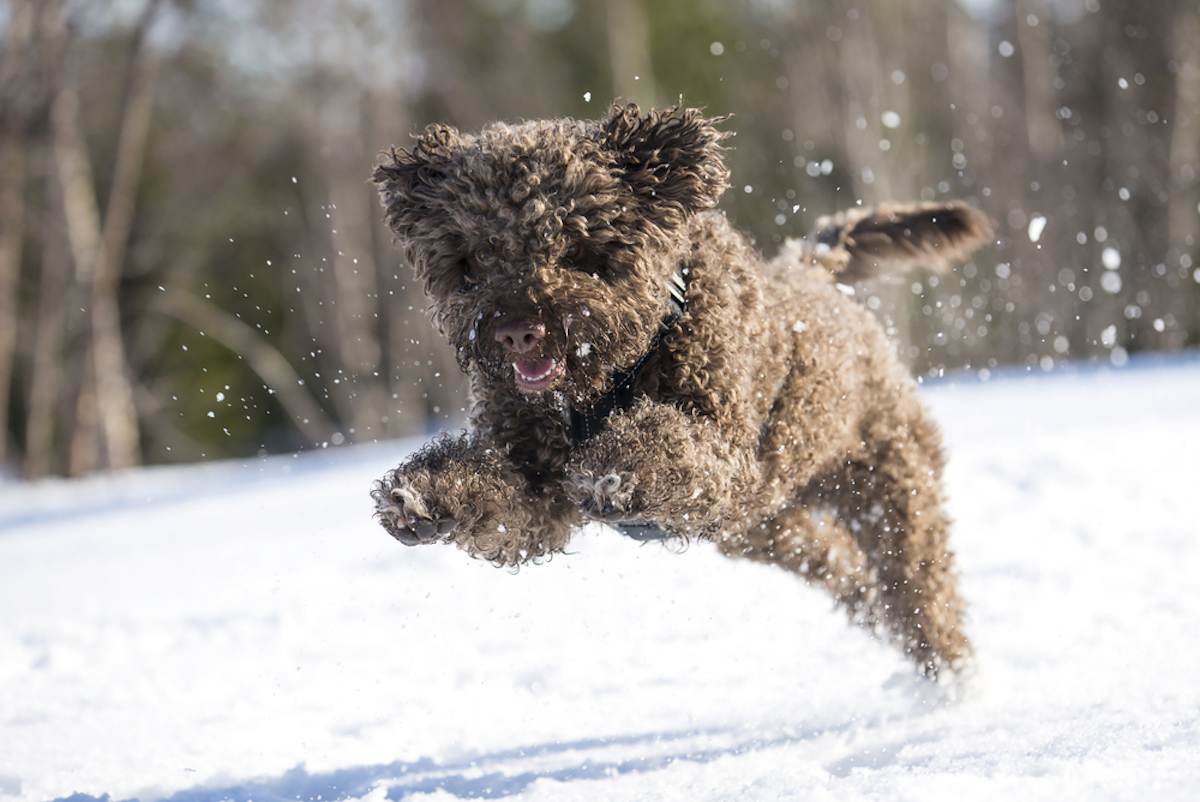 lagotta romangolo dog romps in snow