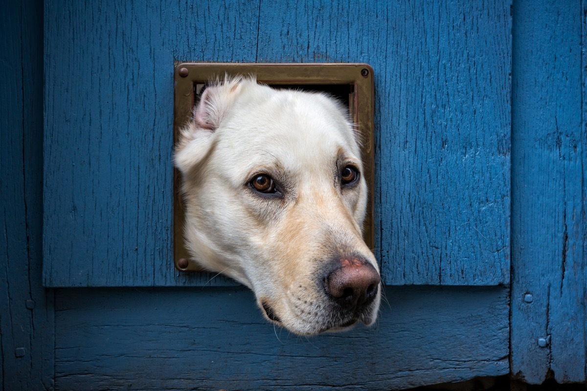 dog stuck in cat door