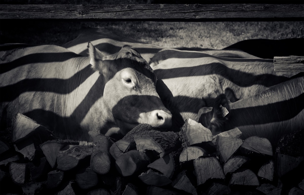 Cow painted with zebra stripes