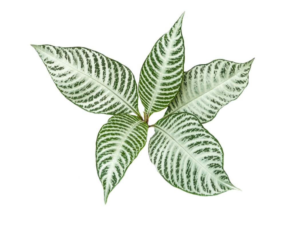 zebra plant