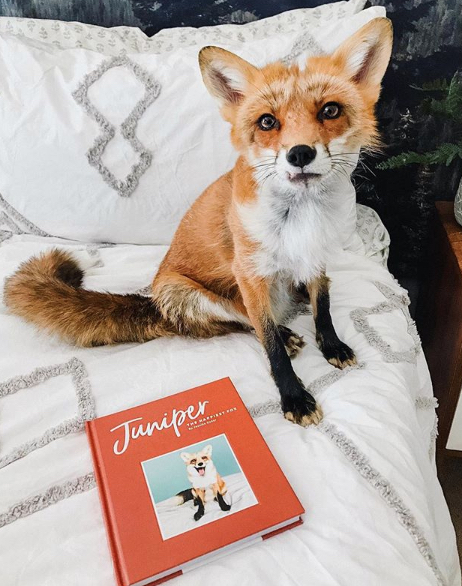 Juniper the Fox Craziest Pets