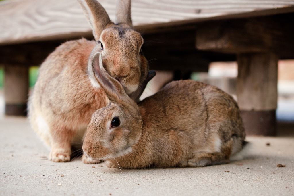 Bunnies suicide forest