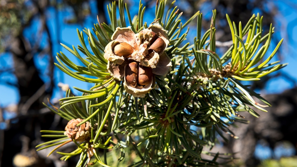 pinon tree, fire prevention tips