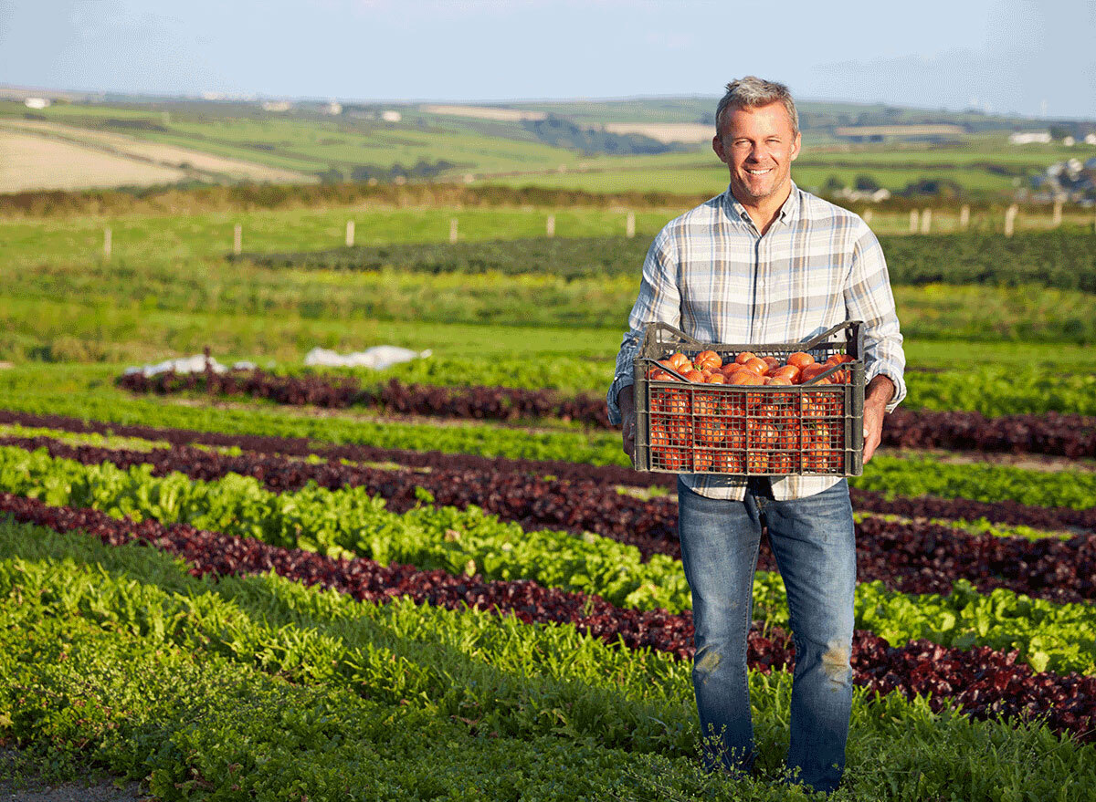 man picking tomatoes from farm