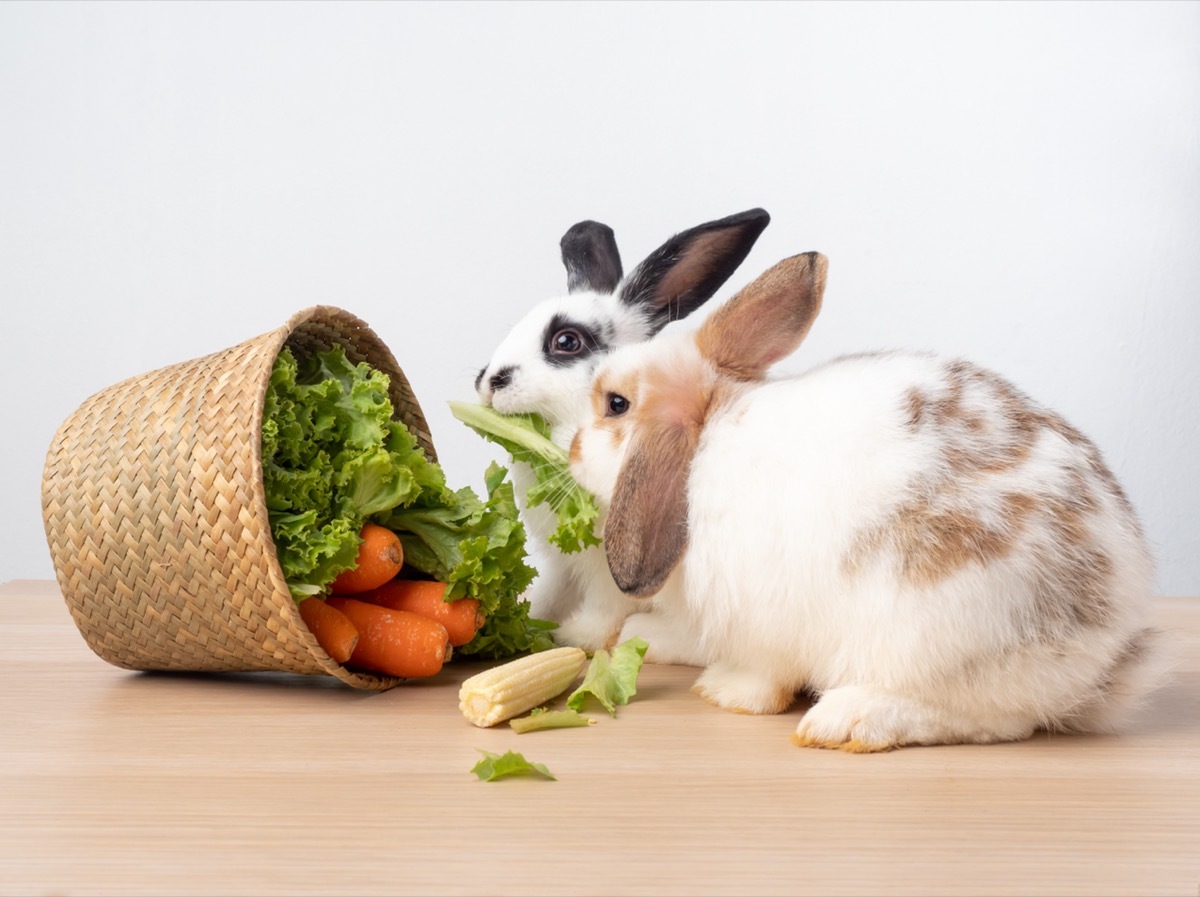 Two Rabbits Eating Out of a Basket