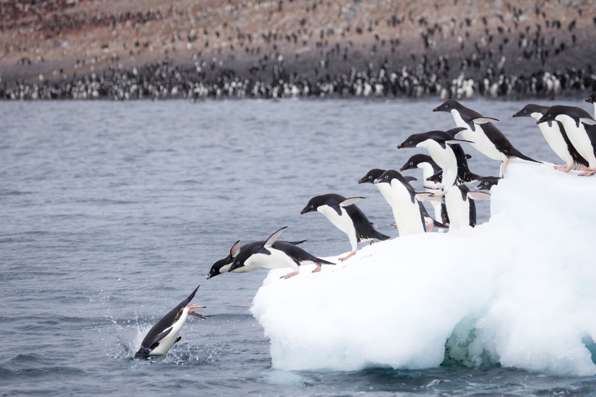 adelie penguins jumping off iceberg in antarctica photos of wild penguins