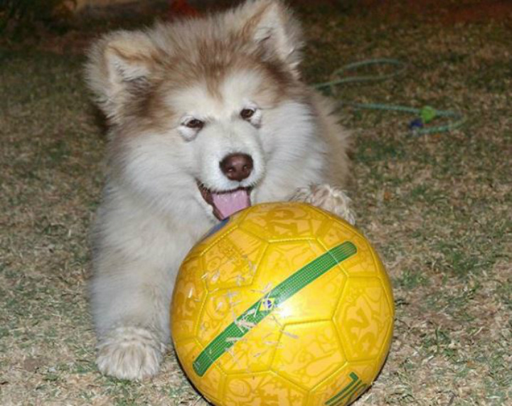 Tydus the Dog - alaskan malamute Adopt a Pet