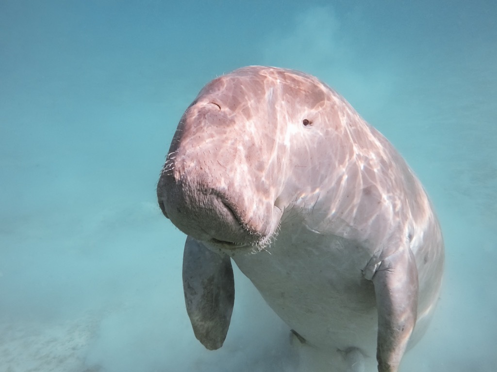 Papua New Guinea Dugong