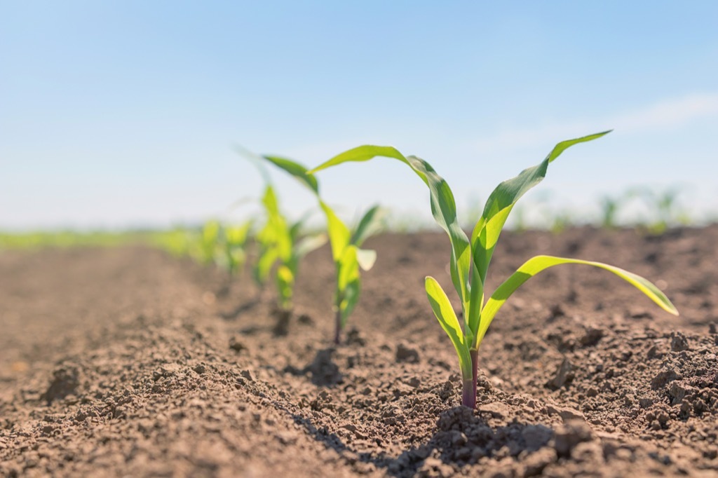 Baby Corn Plants growing in the sun, ancient rome facts