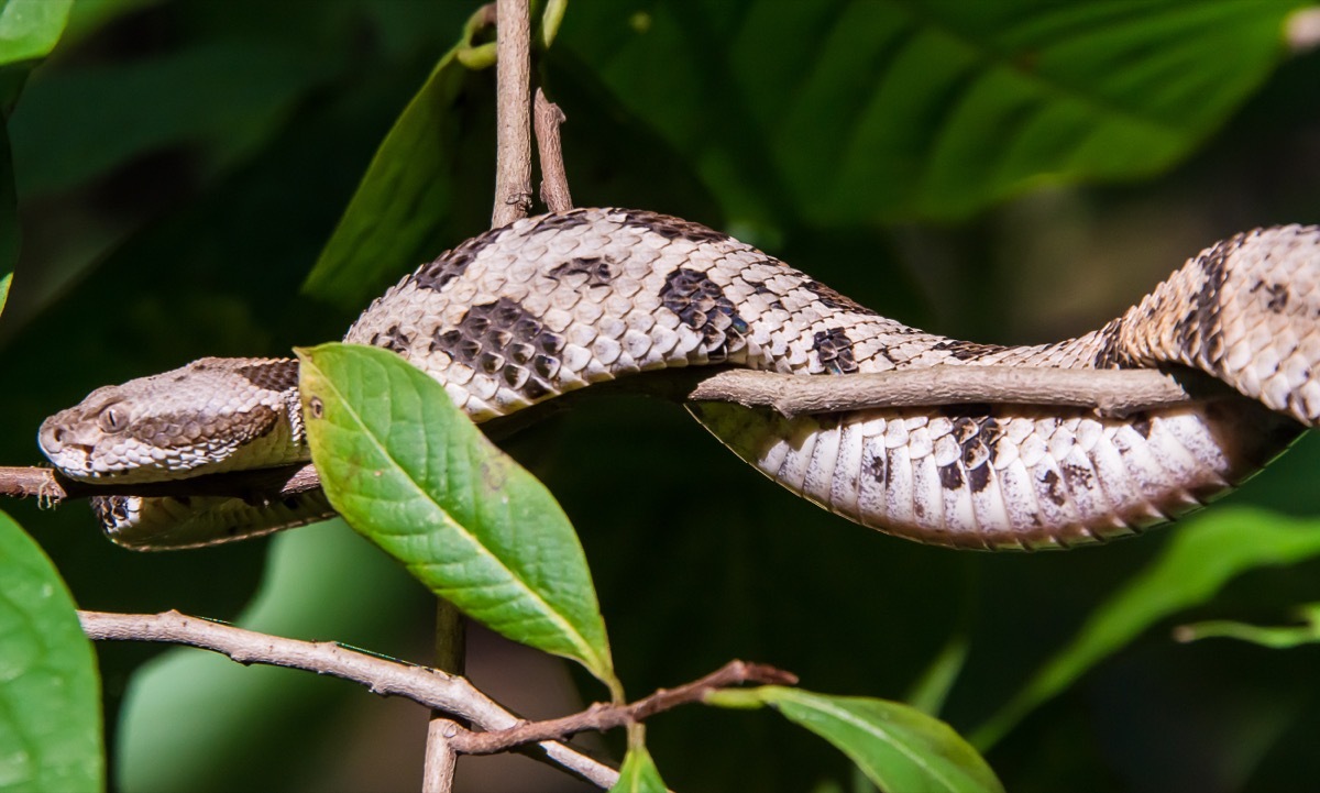 timber rattlesnake in larue pine hills research area