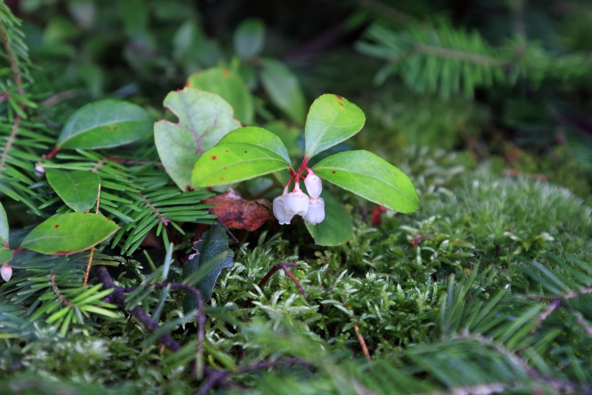 wintergreen basil growing in the ground