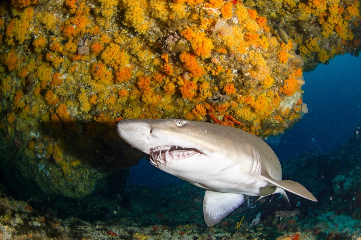 sand tiger shark swimming