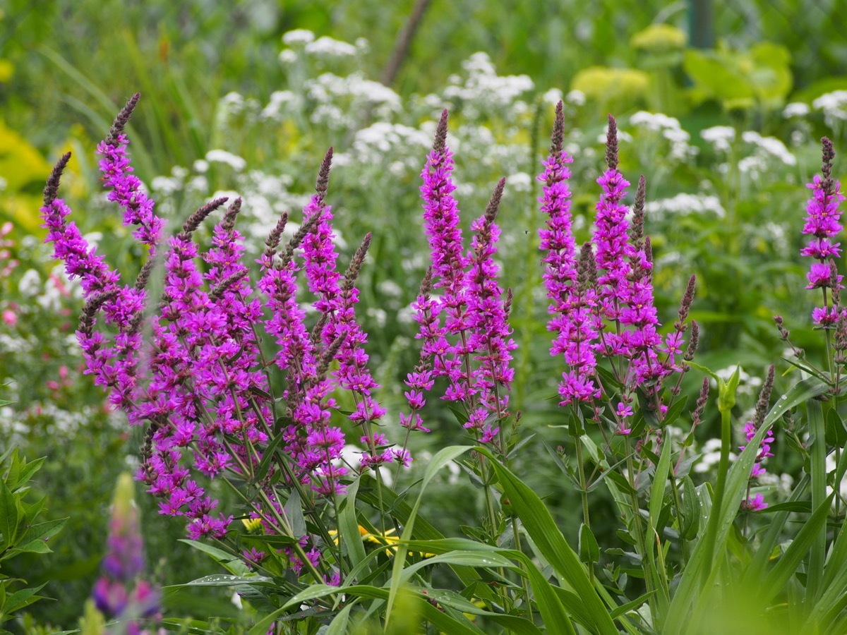 purple loosestrife