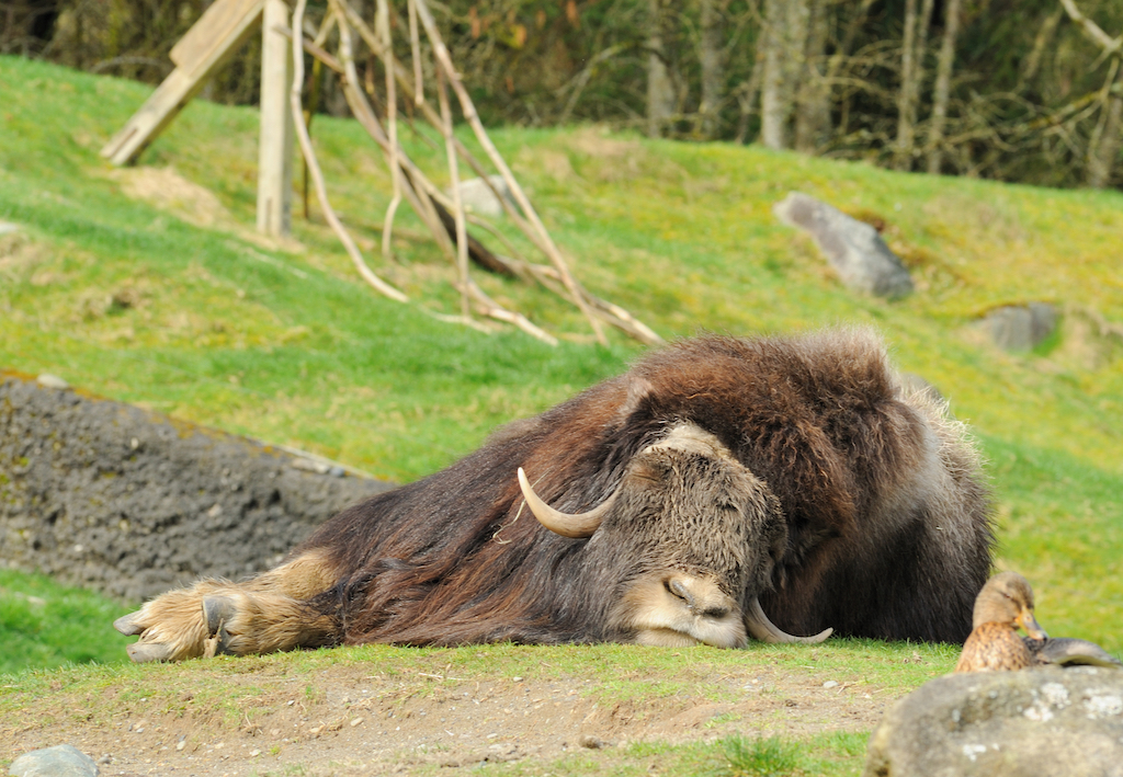 sleeping ox