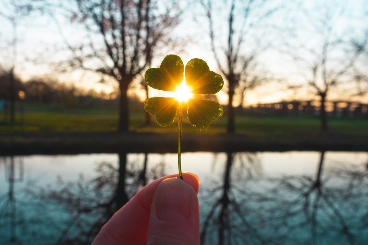 lucky four leaf clover being held up in the air