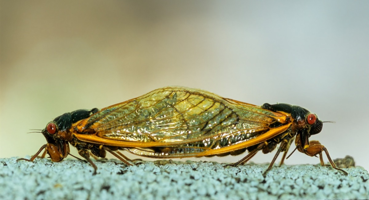 Brood X cicadas