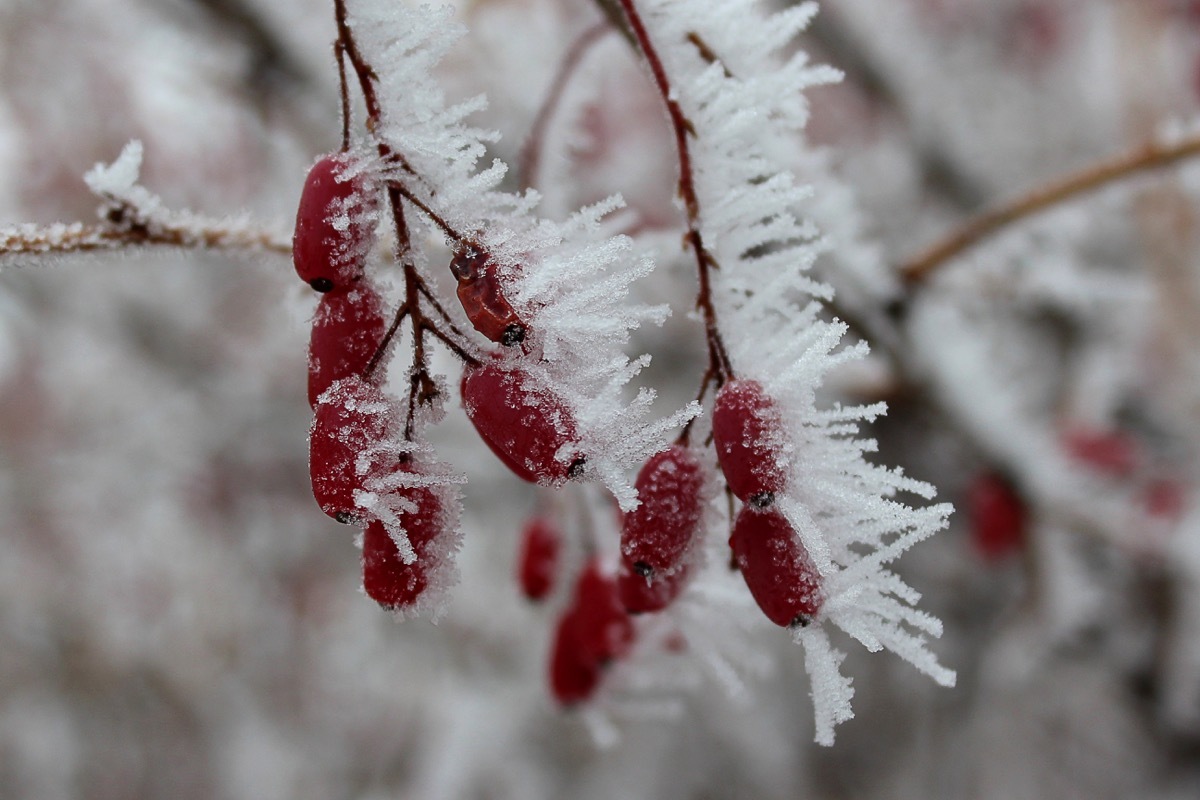 Hoarfrost on berries of barberry bush. Red barberry (Berberis vulgaris, Berberis thunbergii, Latin Berberis Coronita) on cold snowy day. Red berries covered with ice on a branch in a winter park