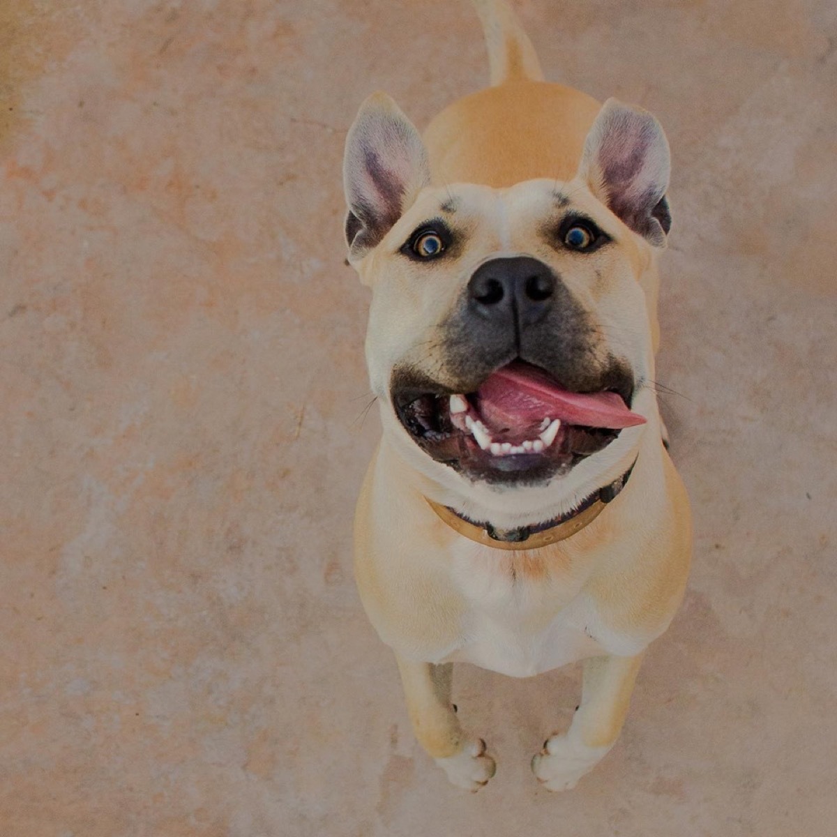 Thor, dog who photobombed parents' engagement shoot