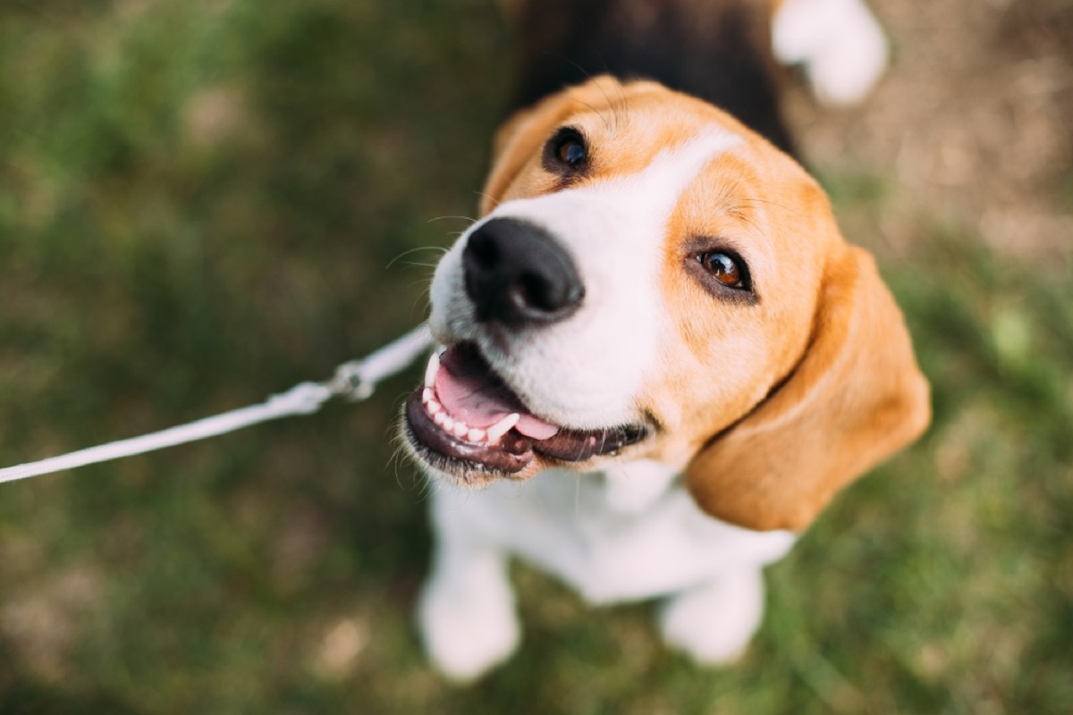 beagle in the grass