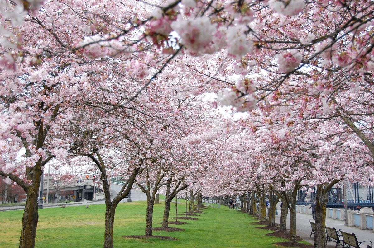 cherry blossoms at the japanese american historical plaza