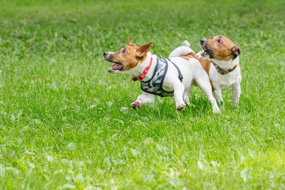 dogs playing at doggie daycare