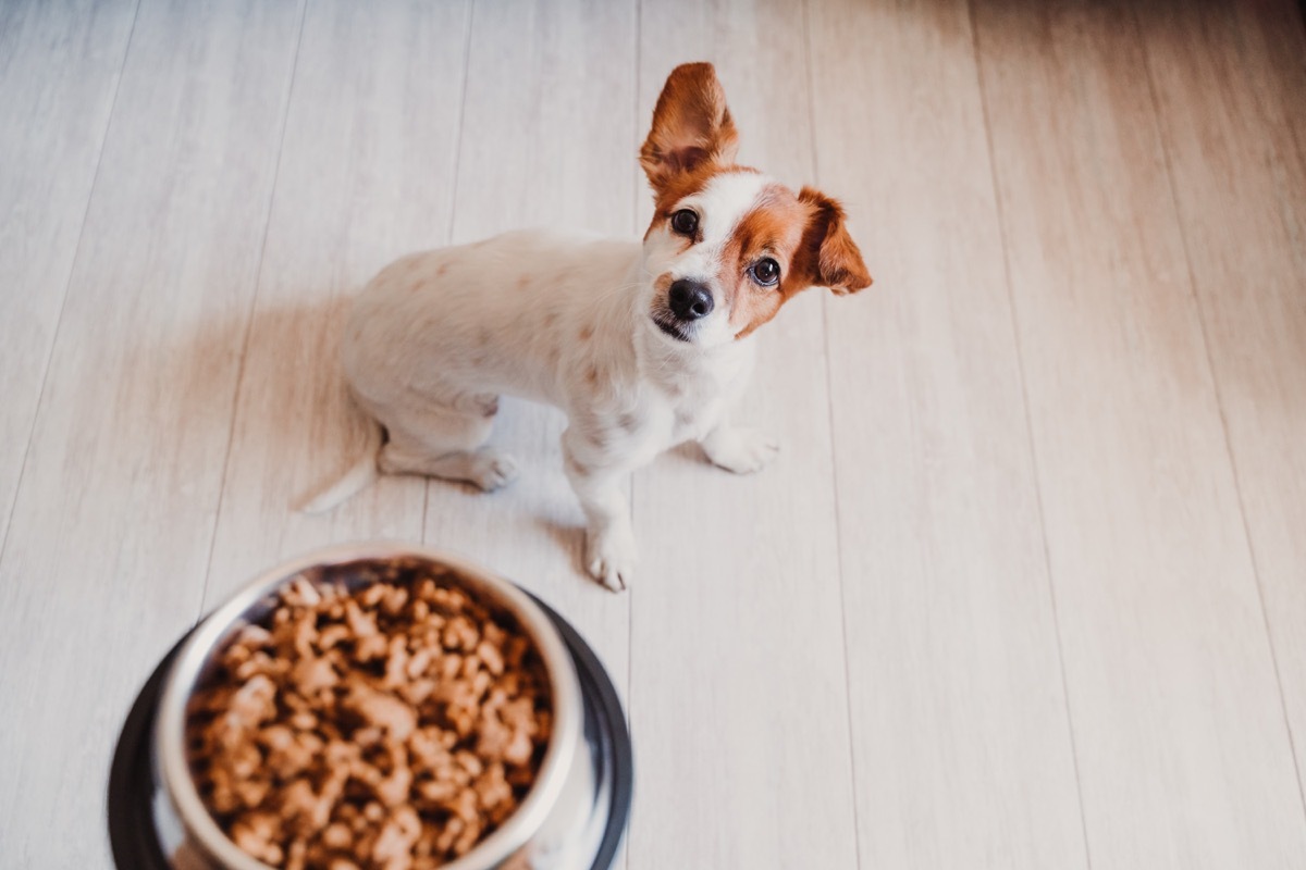 Dog with bowl of food